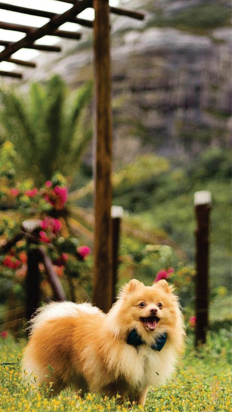 A Paz e Energia do Rodeadouro